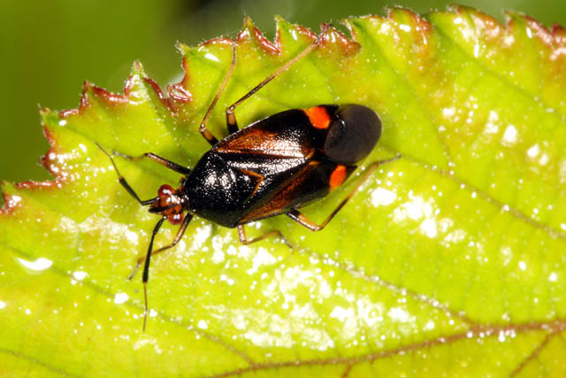 Deraeocoris ruber - Copyright Denis Bourgeois